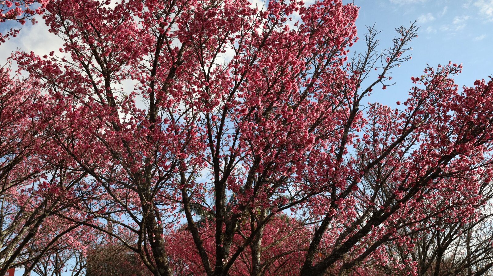 Cerejeiras floridas em rosa às margens do lago em Guarapuava
