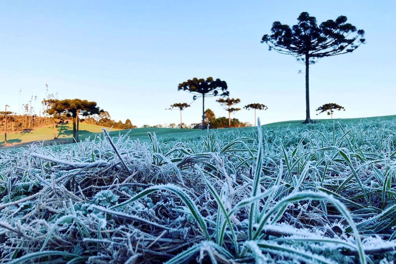 Geada cobrindo o campo ao lado de araucárias em Guarapuava