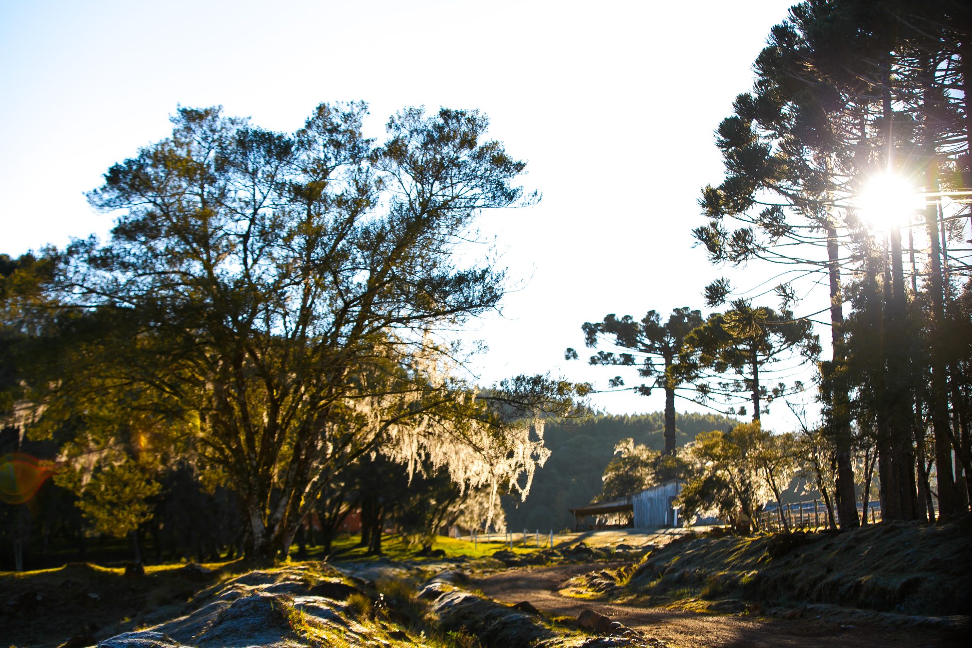 Parque com araucárias ao sol de inverno
